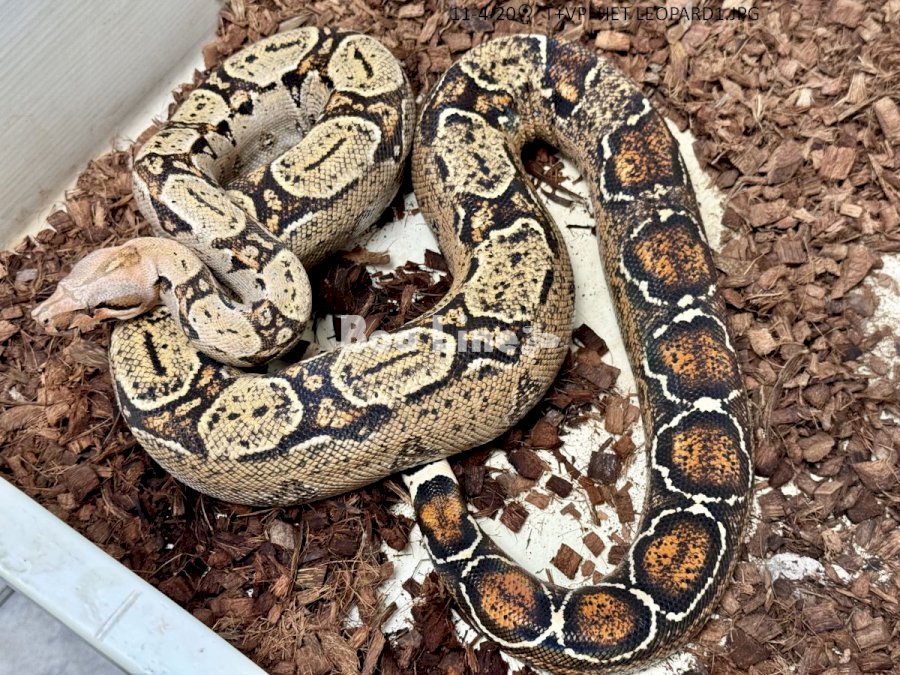 T+ VPI HET LEOPARD